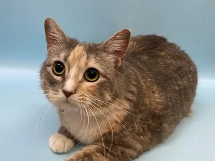 An adult small-sized female Domestic Short Hair cat named Flo for adoption in Woodbury, MN