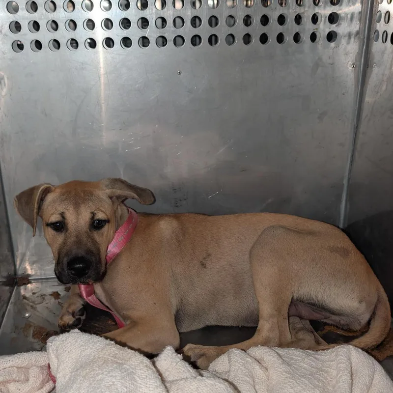 A baby medium-sized female Yellow / Tan / Blond / Fawn Mixed Breed dog named Butternut Squash for adoption in Columbus, GA