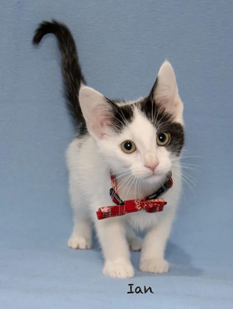 A baby small-sized male Domestic Short Hair cat named Ian for adoption in Hot Springs Village, AR