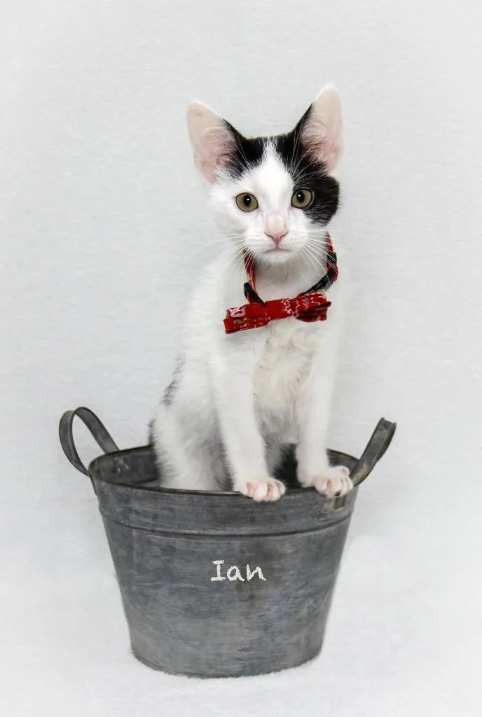 Ian thumbnail 2