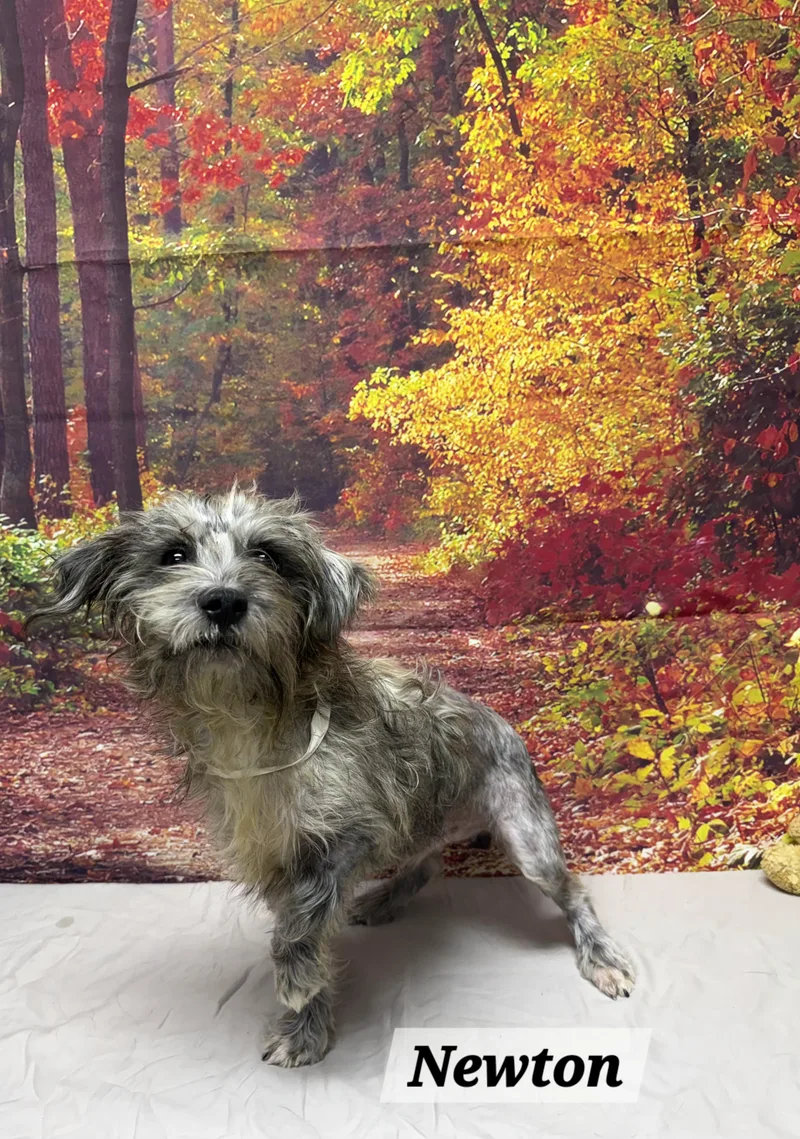 An adult small-sized male Yorkshire Terrier dog named Newton for adoption in Urbana, OH