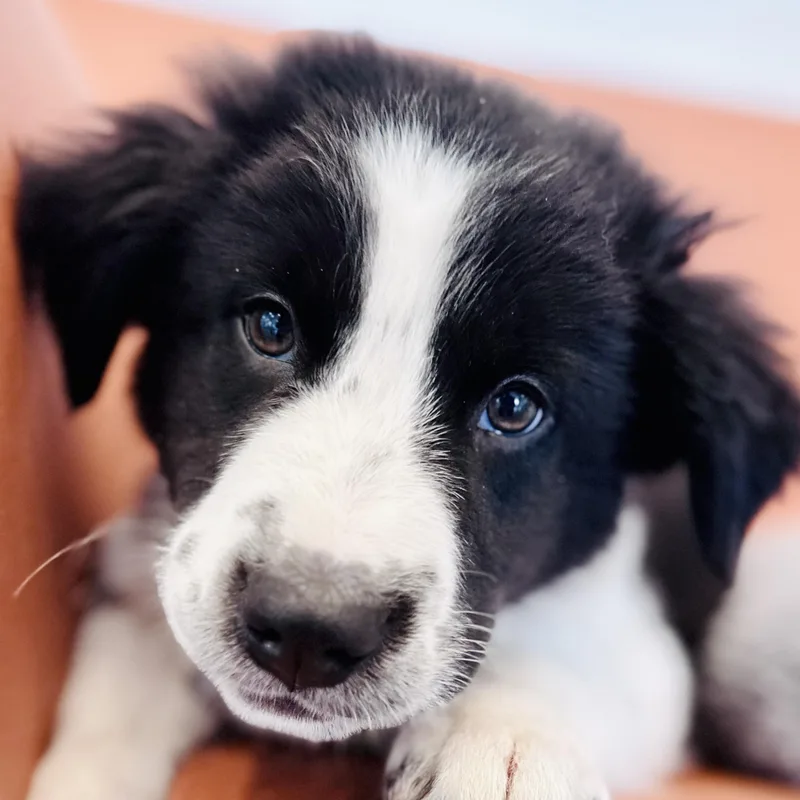 A baby medium-sized male Great Pyrenees dog named Monroe for adoption in Palatine, IL