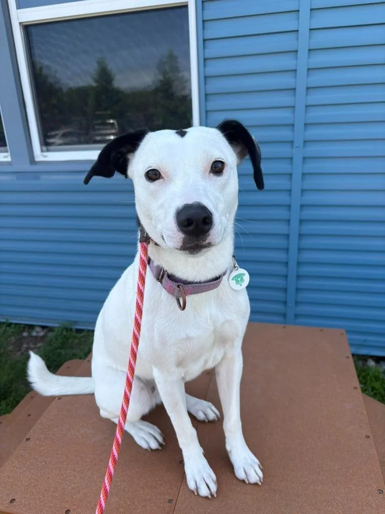 A young medium-sized female Mixed Breed dog named Diamond for adoption in North Syracuse, NY