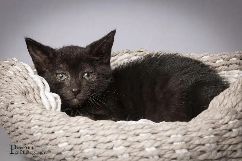 A young medium-sized female Black Domestic Short Hair cat named Hera for adoption in Maryville, TN