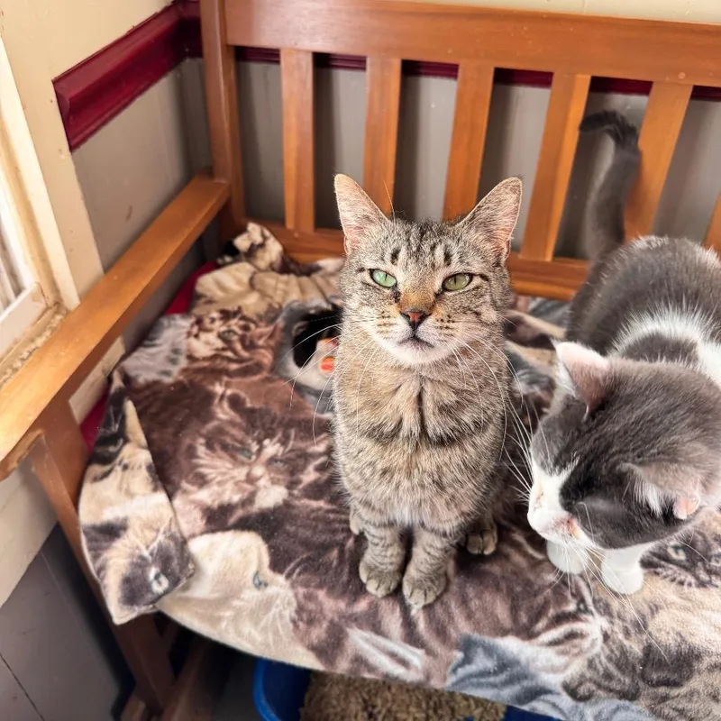 An adult medium-sized female Domestic Short Hair cat named Sophie for adoption in Portage, MI