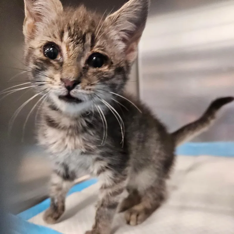 A baby small-sized female Gray / Blue / Silver Domestic Short Hair cat named Silverada for adoption in Greensboro, NC