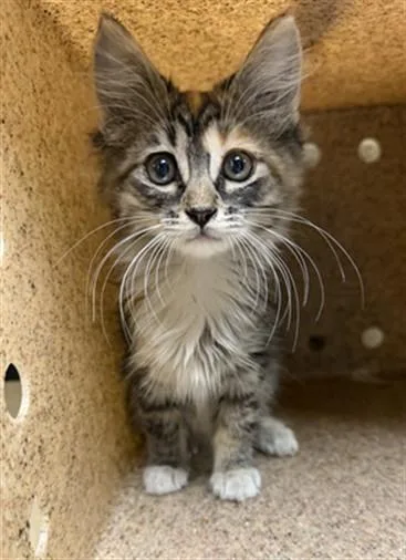A baby small-sized female Domestic Short Hair cat named Confetti for adoption in Riverside, CA