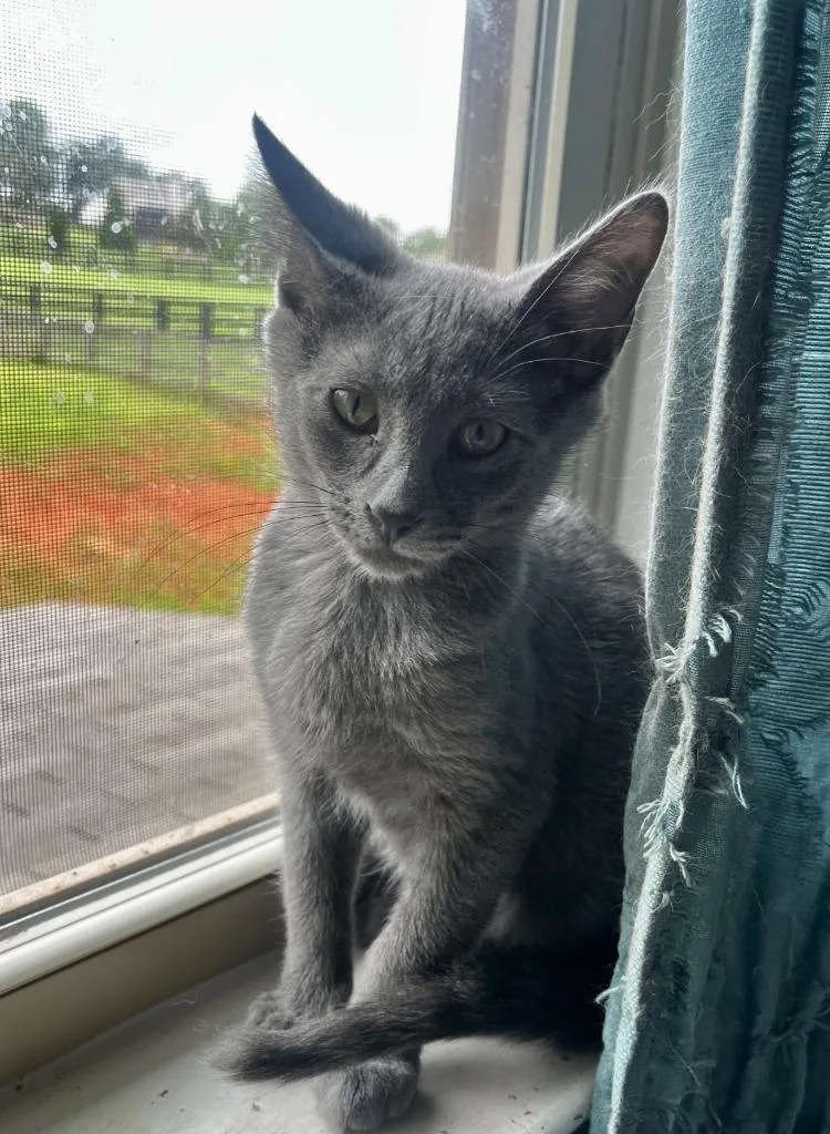 A baby medium-sized male Domestic Short Hair cat named Salt for adoption in Cumming, GA