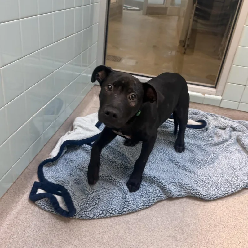 A young medium-sized male Black Mixed Breed dog named Zeus for adoption in Springboro, OH