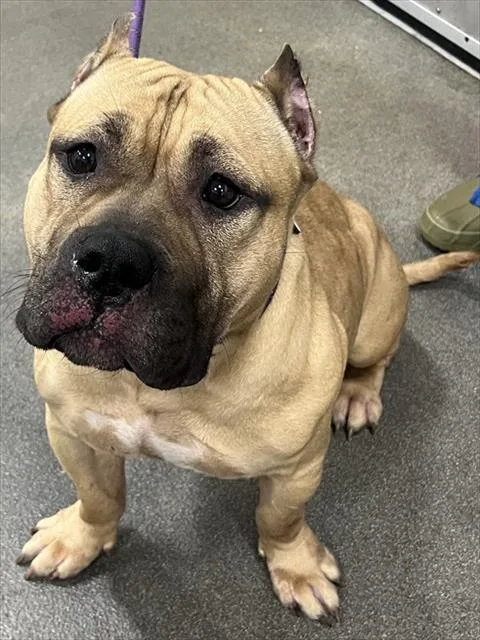 An adult medium-sized female Pit Bull Terrier dog named Crocs for adoption in Upper Marlboro, MD