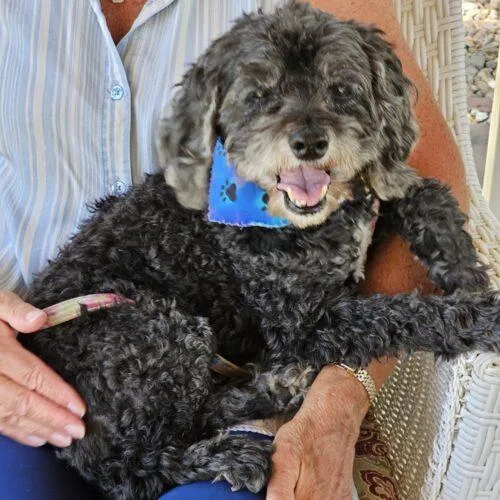 A senior small-sized female Yellow / Tan / Blond / Fawn Cockapoo dog named Star H for adoption in Parker, CO
