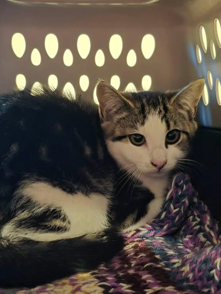A baby medium-sized female Domestic Short Hair cat named Ferncloud for adoption in Winthrop, ME