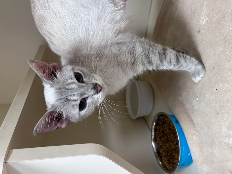 Elsa