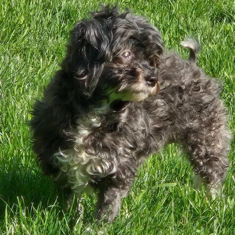 An adult small-sized female Black Poodle dog named Ren for adoption in Brockport, NY