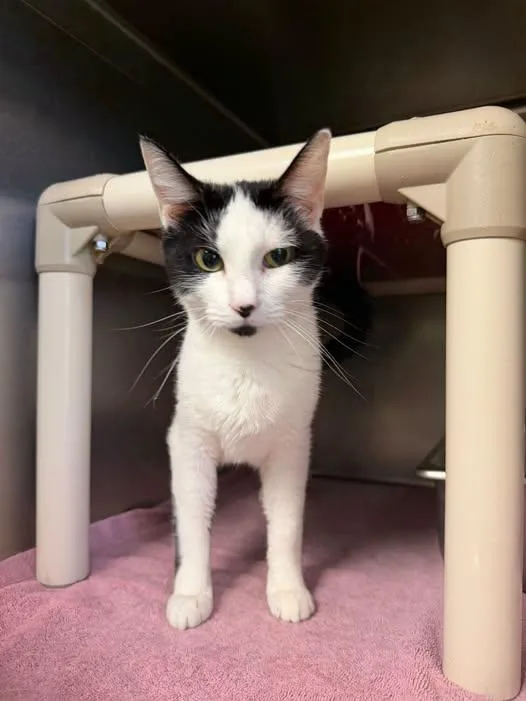 An adult medium-sized female White Domestic Short Hair cat named Sasha for adoption in Amherst, VA