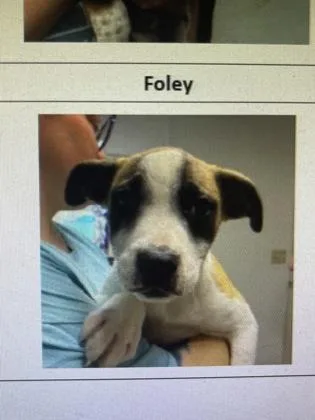 A baby medium-sized male Mixed Breed dog named Foley for adoption in West Chester, PA