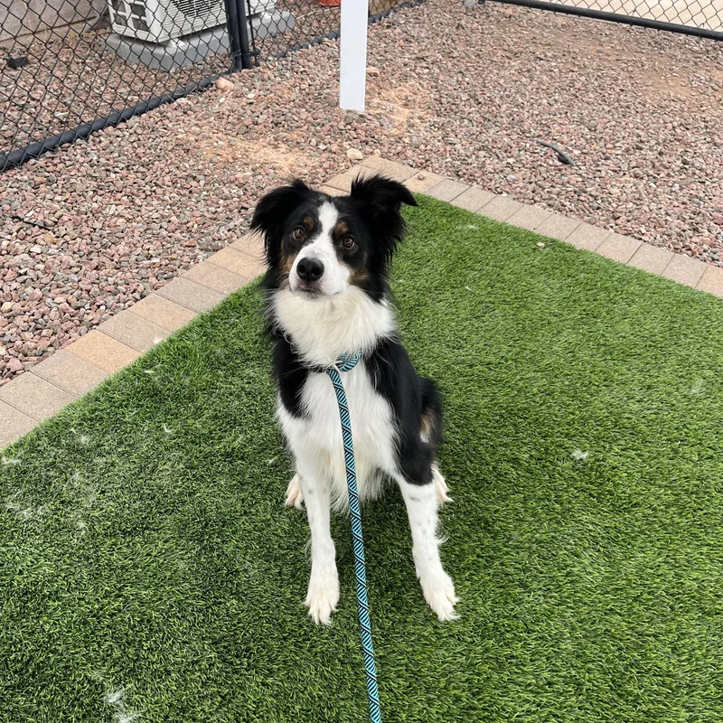 Tobi