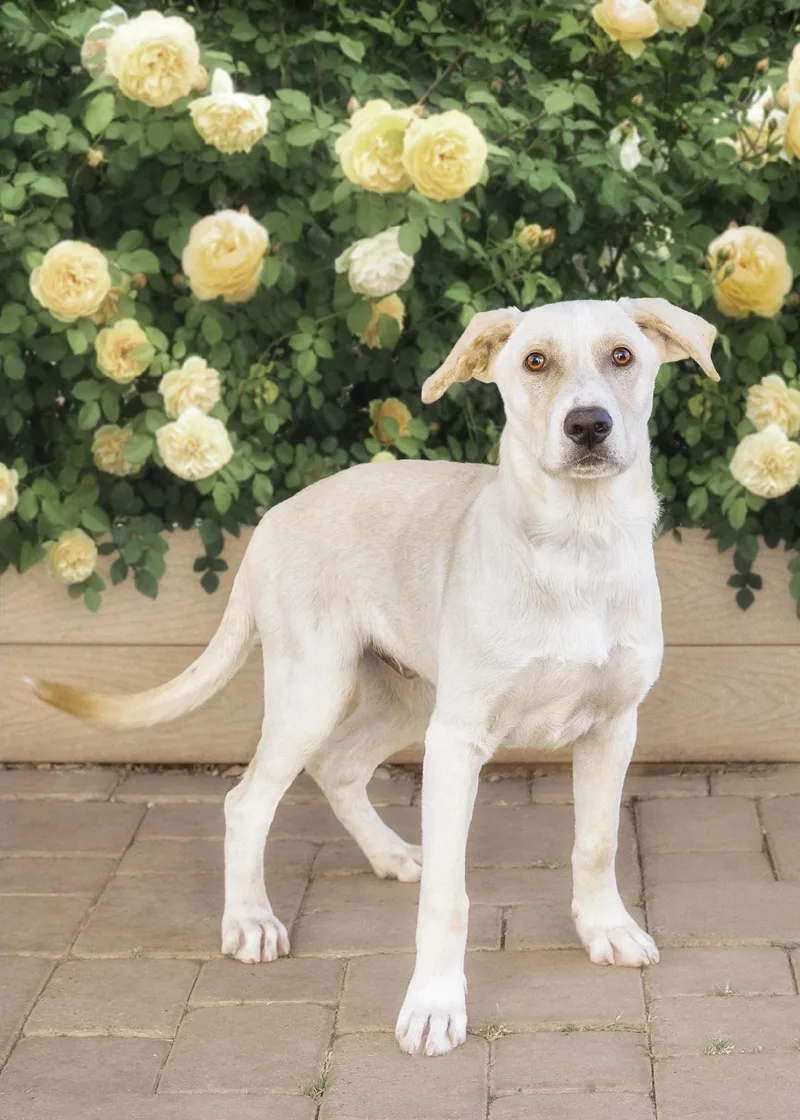 Socrates thumbnail 2