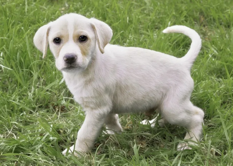 Socrates thumbnail 3