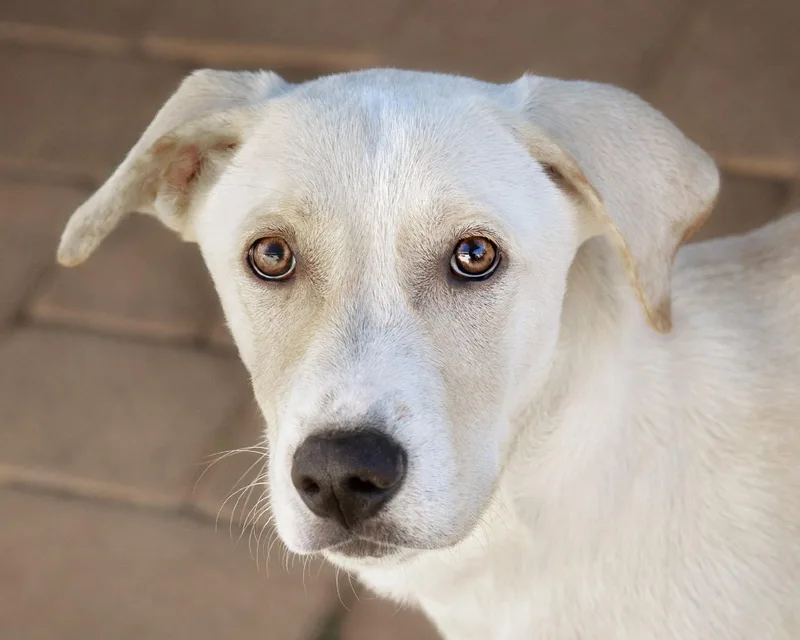 Socrates thumbnail 4