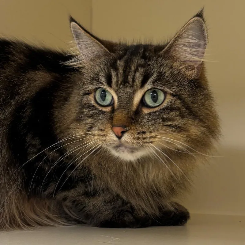 An adult small-sized female Domestic Long Hair cat named Rocket for adoption in Naperville, IL