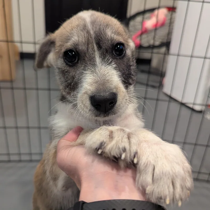 A baby medium-sized female Miniature Schnauzer dog named Francesca for adoption in Sparta, NJ