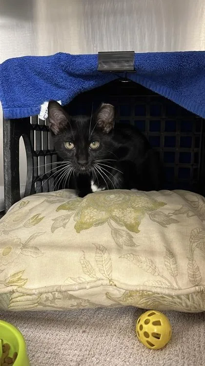 A young small-sized male Domestic Short Hair cat named Sprout for adoption in New Hope, PA