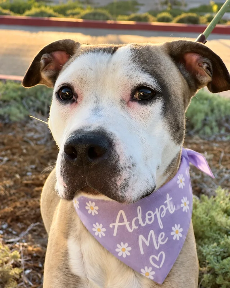 A young medium-sized female Yellow / Tan / Blond / Fawn Pit Bull Terrier dog named Miley for adoption in Valley Village, CA