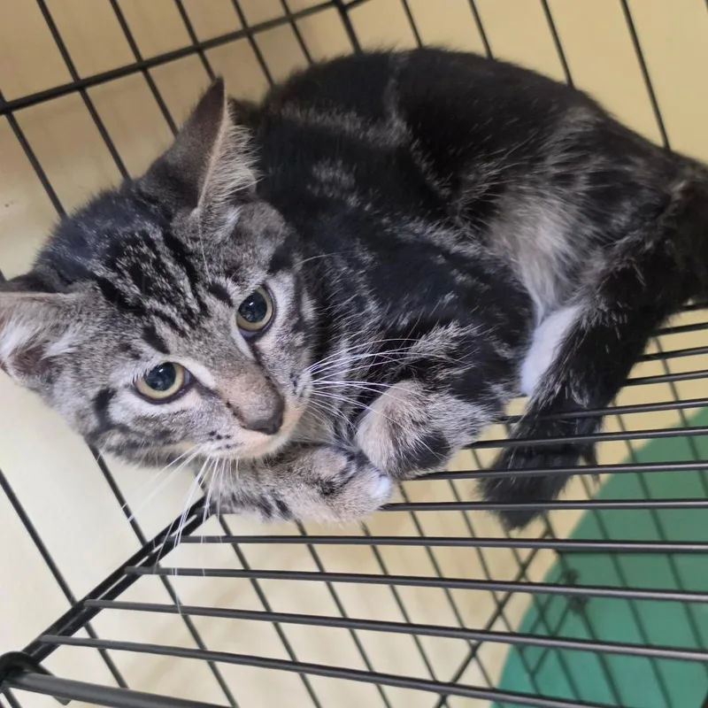 A baby small-sized male Brown / Chocolate American Shorthair cat named Soloman for adoption in Melrose, FL