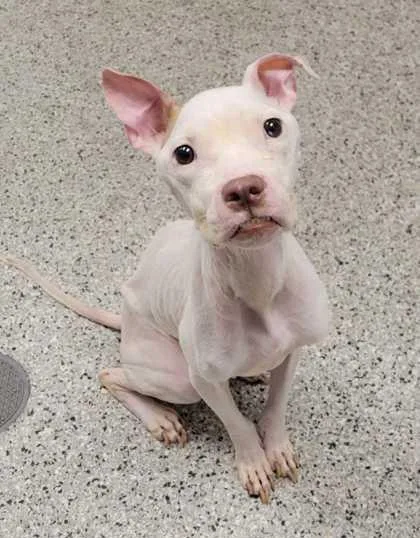 An adult medium-sized female White / Cream Pit Bull Terrier dog named Florence for adoption in Kansas City, MO
