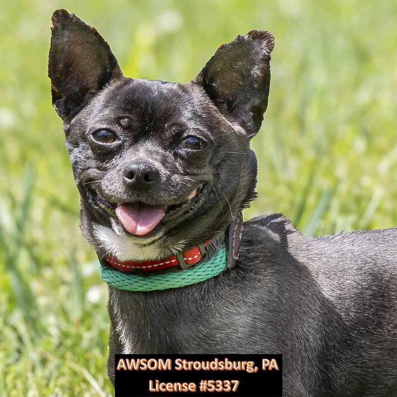 An adult small-sized female Black Chihuahua dog named Joyce for adoption in Stroudsburg, PA