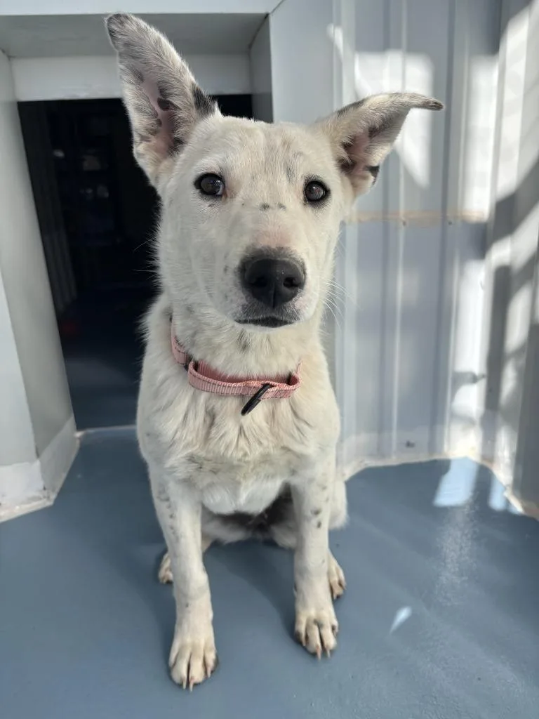 A baby medium-sized female Shepherd dog named Frost for adoption in Moriarty, NM