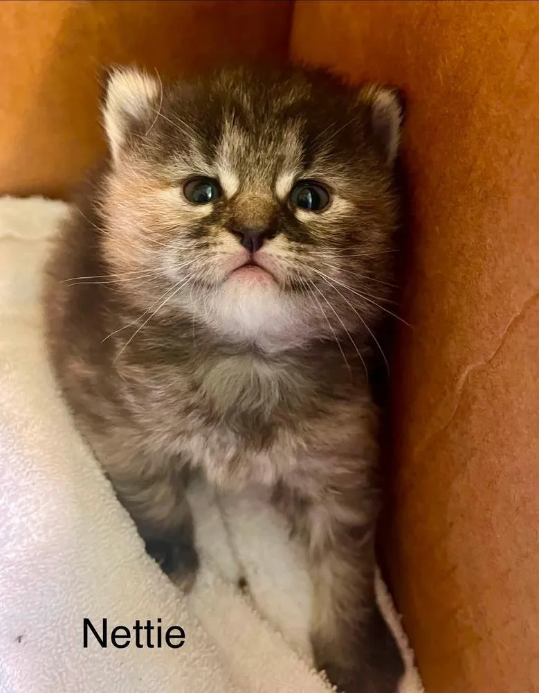 A baby medium-sized female Domestic Short Hair cat named Nettie for adoption in Dorr, MI