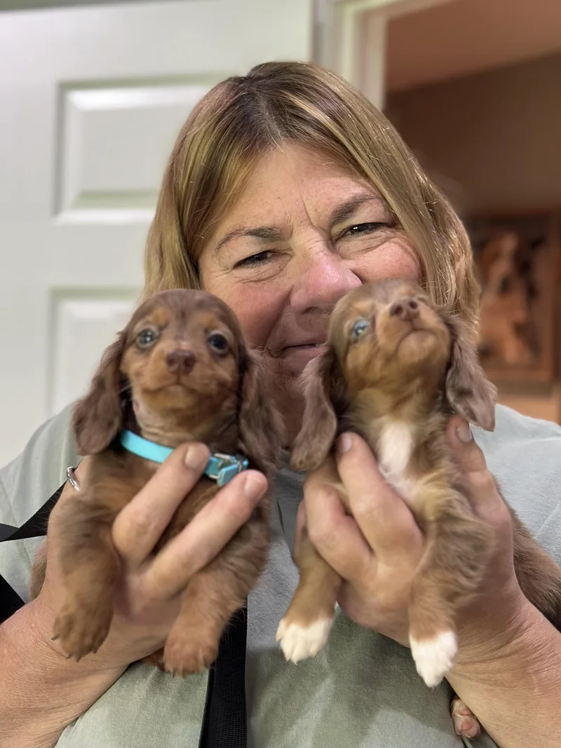 A baby small-sized male Brown / Chocolate Dachshund (Miniature Long Haired) dog named Hans & Lisel for adoption in Chester Springs, PA