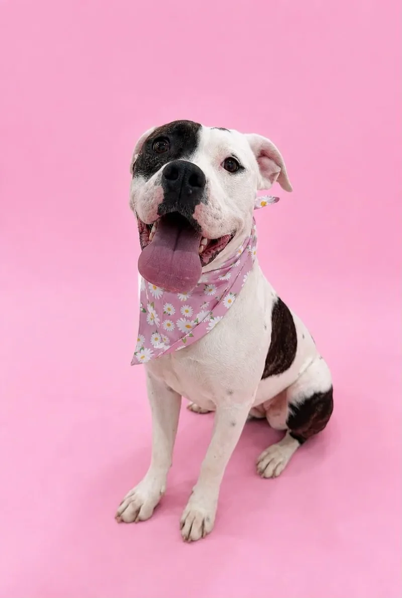 An adult large-sized female Boxer dog named Big Milkshake for adoption in Salt Lake City, UT