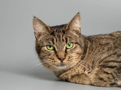 An adult small-sized female Domestic Short Hair cat named Princess for adoption in Longmont, CO