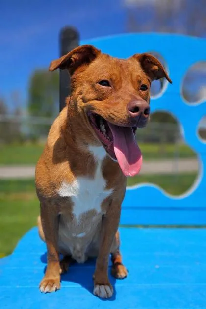 An adult medium-sized male Red / Chestnut / Orange Mixed Breed dog named Willie for adoption in Wooster, OH