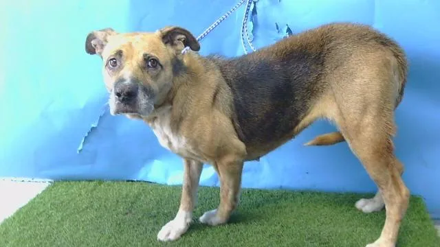 An adult large-sized female German Shepherd Dog dog named Donna for adoption in Gardena, CA