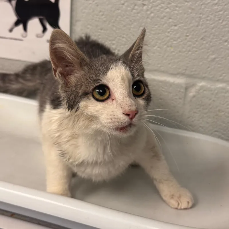 A young small-sized female Domestic Short Hair cat named Edwina for adoption in Birdsboro, PA
