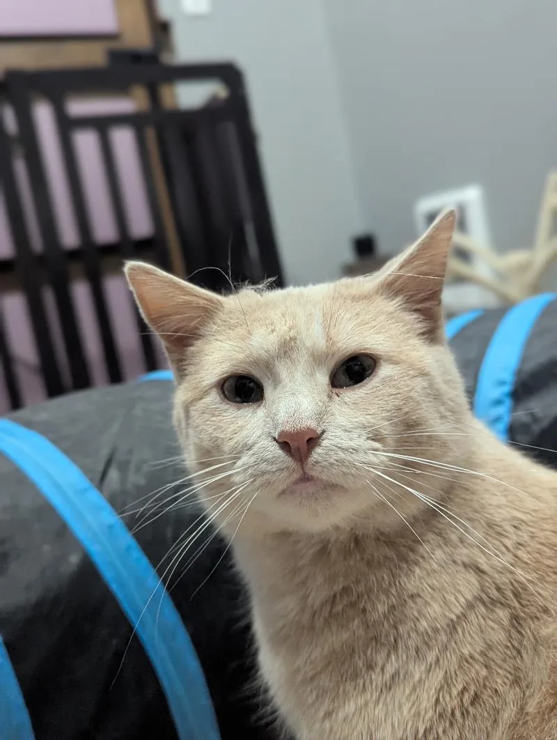 Croissant thumbnail 2