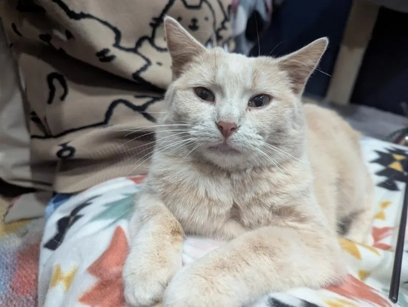 Croissant thumbnail 3