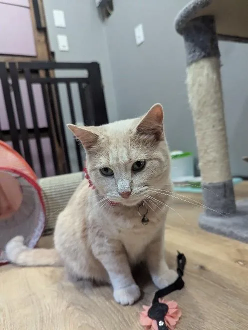 Croissant thumbnail 4