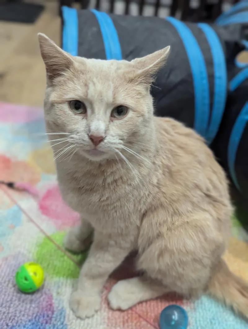 Croissant thumbnail 5