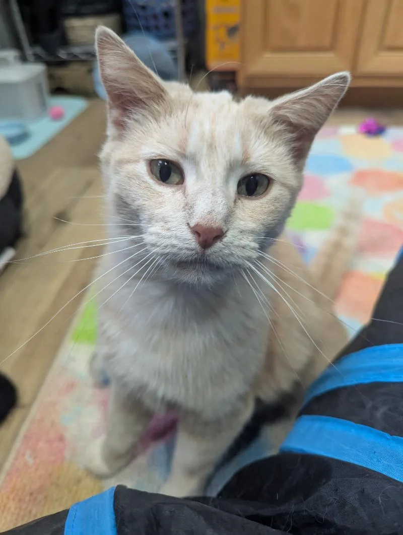 Croissant thumbnail 6