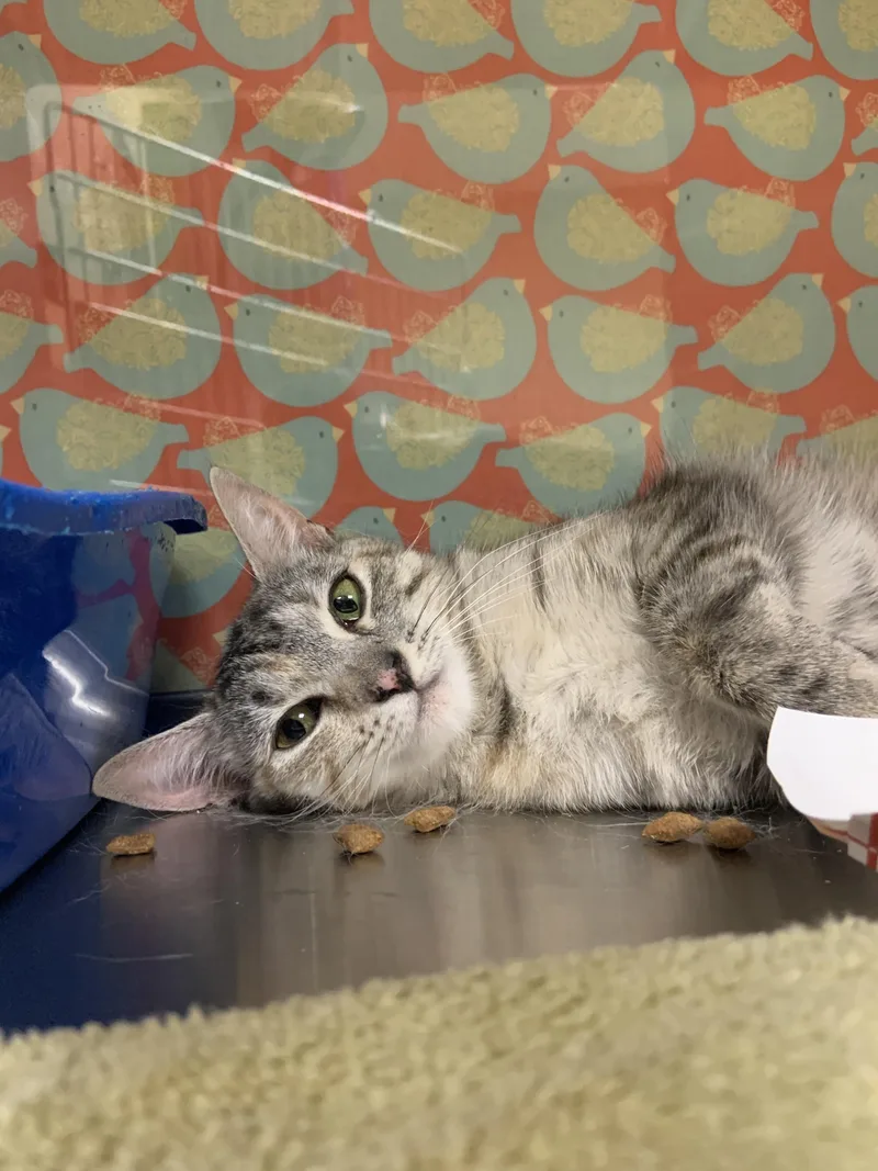 A young medium-sized female Tabby (Gray / Blue / Silver) Domestic Short Hair cat named Mary for adoption in Worcester, MA