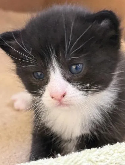 A baby small-sized male Domestic Short Hair cat named Flare for adoption in Fairfax, VA
