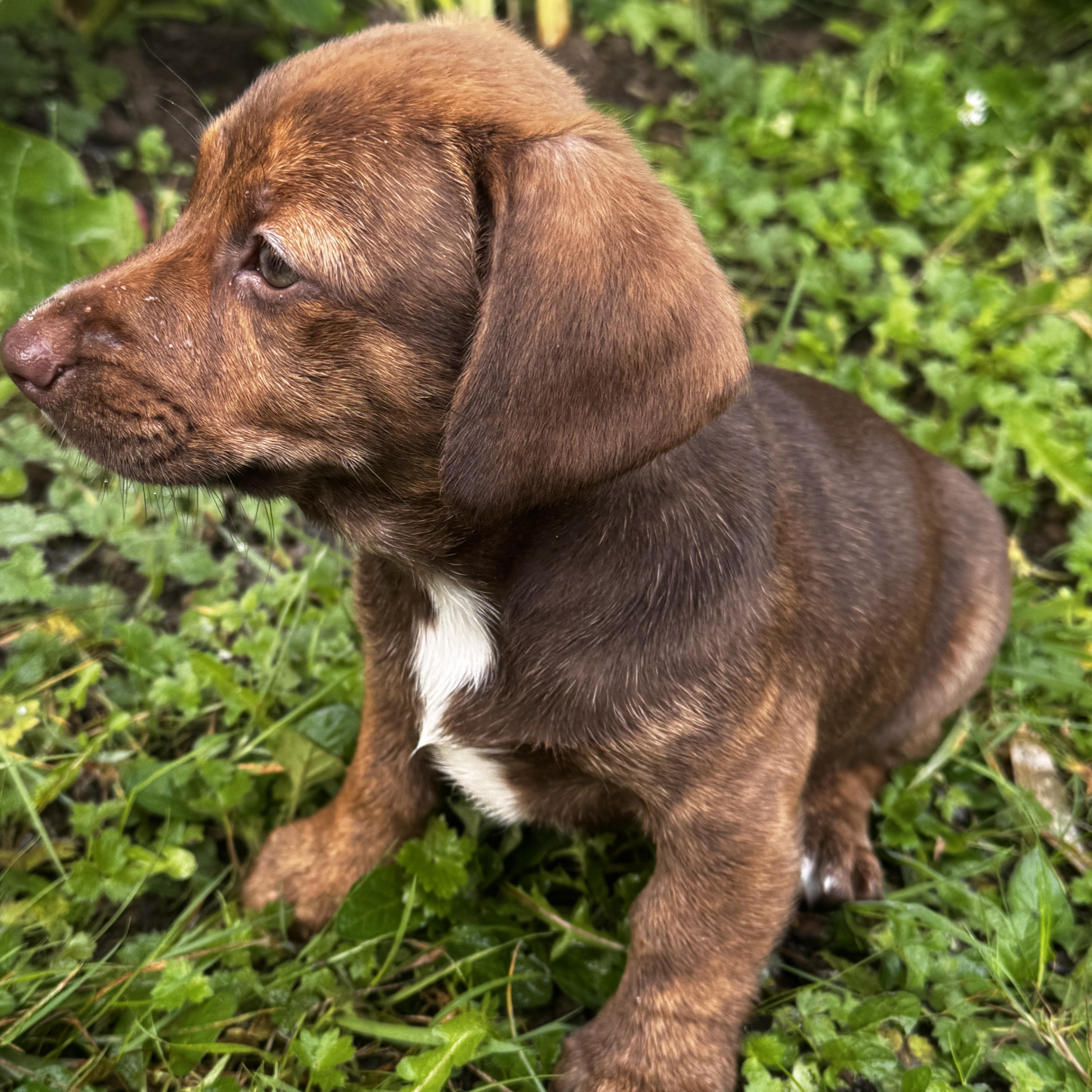 A baby medium-sized female Labrador Retriever dog named Rosemary for adoption in Lakehead, CA