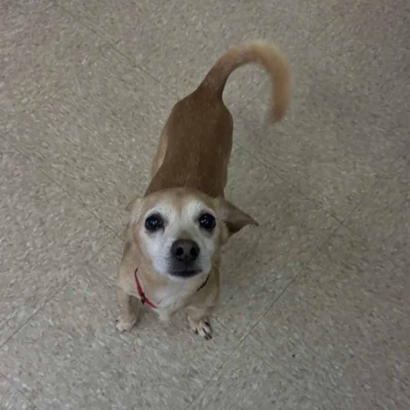 A senior small-sized male Golden Chihuahua dog named Chip for adoption in Fall River, MA
