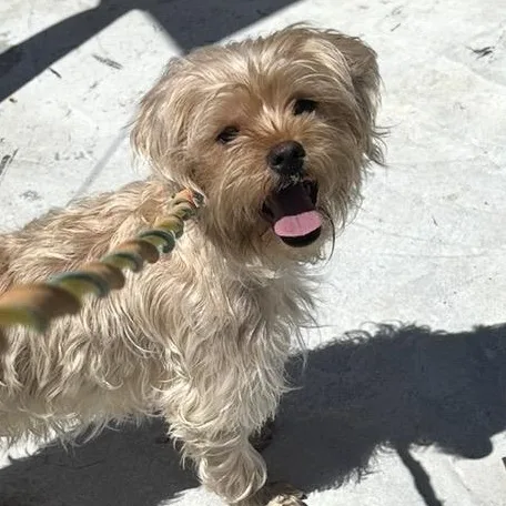 A baby small-sized female Apricot / Beige Shih Tzu dog named Ethel for adoption in New York, NY