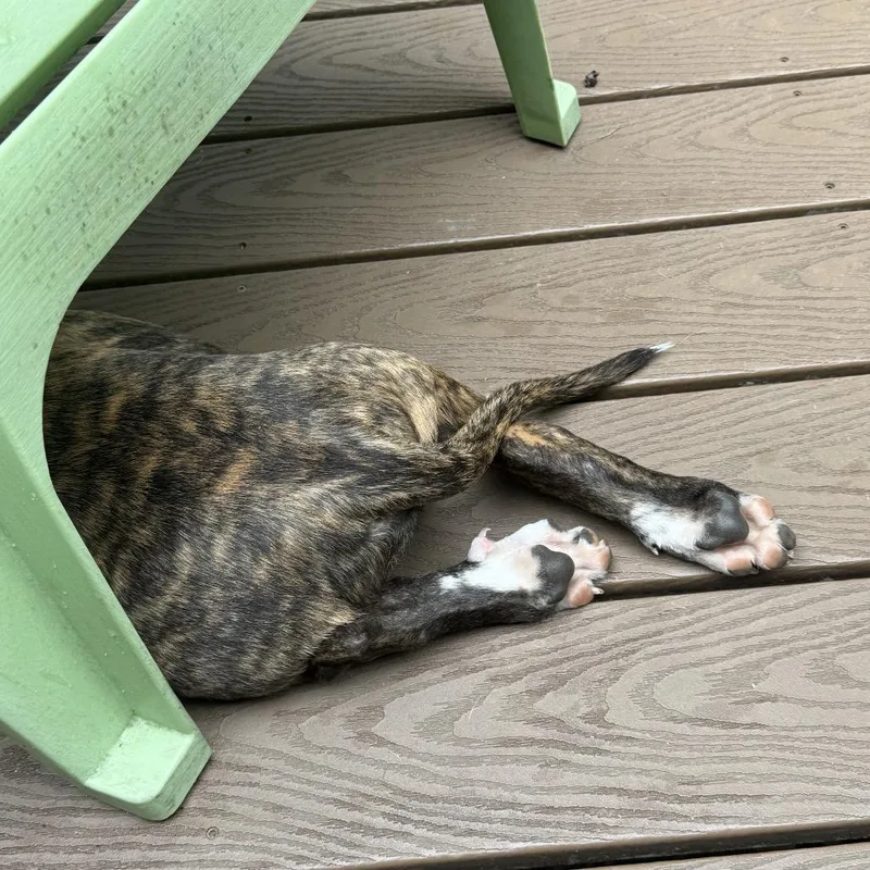 Ozzy Oscar